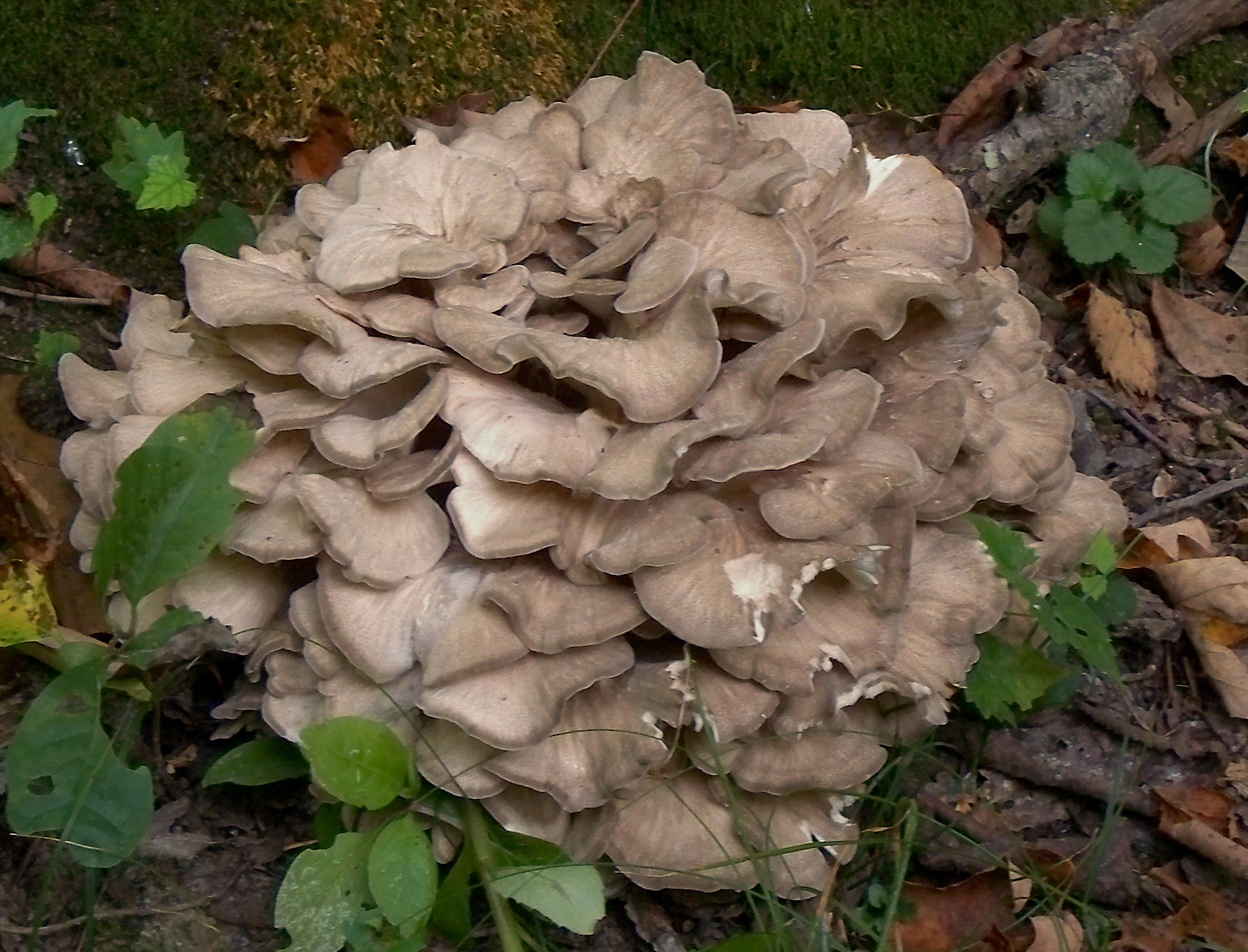 Hen of the woods (Grifola frondosa) — a large bracket fungus common in New England oak forests