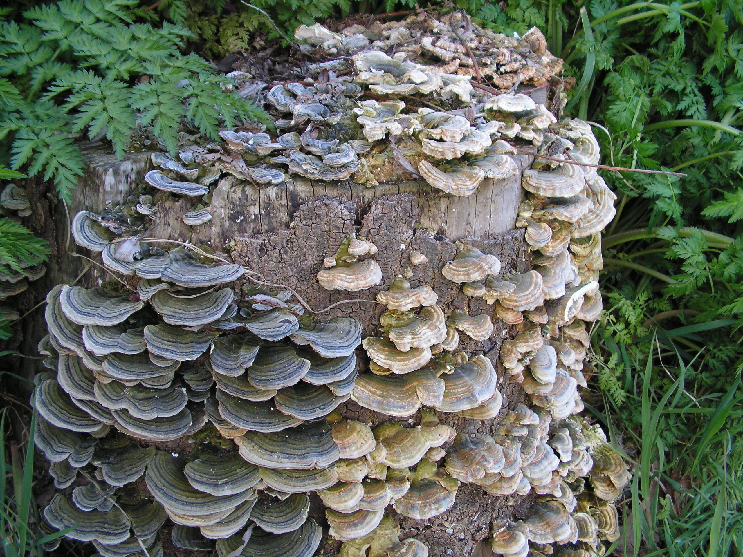 Turkey tail (Trametes versicolor) — a colorful bracket fungus found on fallen logs